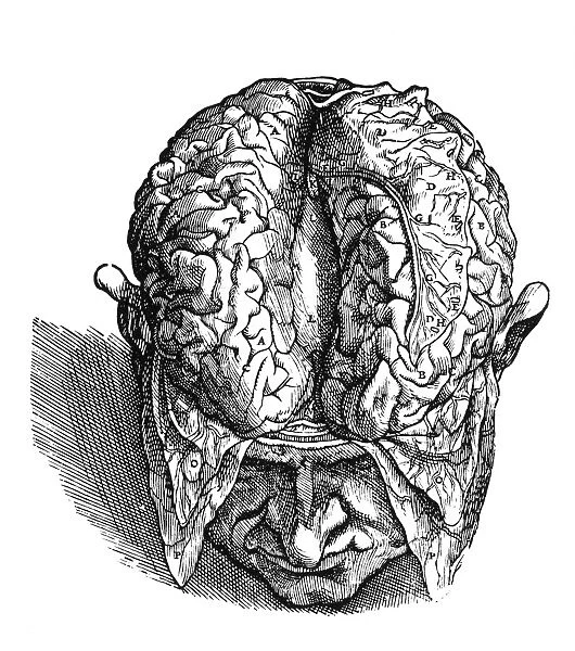 Dissection of the brain (fig. 3). Woodcut from the seventh book of Andreas Vesalius De Humani Corporis Fabrica, published in 1543 at Basel