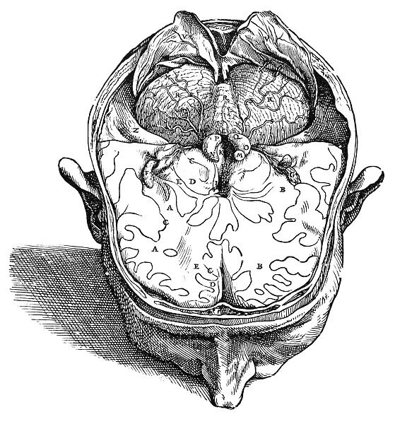 Dissection of the brain (fig. 8). Woodcut from the seventh book of Andreas Vesalius De Humani Corporis Fabrica, published in 1543 at Basel, Switzerland