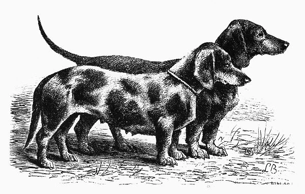 DOGS: DACHSHUNDS. Two dachshunds. Line engraving, 19th century