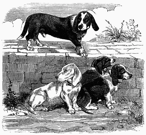 DOGS: TURNSPITS. Four tunspit dogs. Line engraving, 19th century