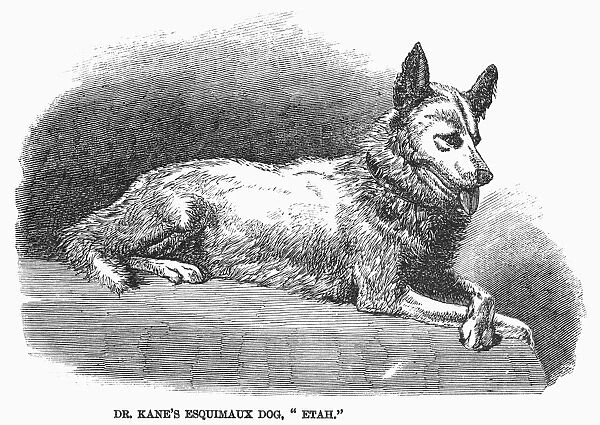 Dr. Kanes Eskimo dog, Etah. Wood engraving, 1858