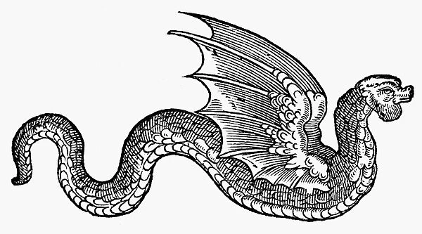 DRAGON, 1608. A winged dragon. Woodcut from Edward Topsells The History of Serpents