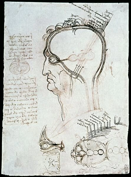 Drawing of sagittal section of the head, 1490