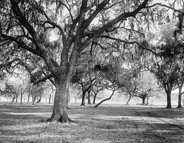 DUELING GROUNDS, c1900. Old dueling grounds in New Orleans, Louisiana. Photograph