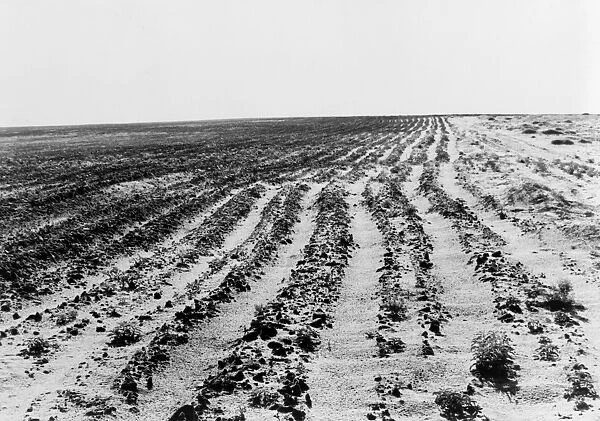 DUST BOWL, 1938. A farm eroded by dust storms as a result of overgrazing, north of Dalhart, Texas