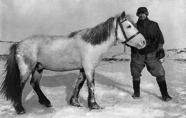 EDWARD WILSON (1872-1912). English physician and member of Robert Falcon Scotts Terra Nova expedition to the South Pole. Photographed by Herbert Ponting with a Siberian pony, Nobby, 1910 or 1911
