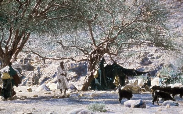 EGYPT: BEDOUIN CAMP. A Bedouin camp in Wadi Feiran, Sinai, Egypt. Undated photograph