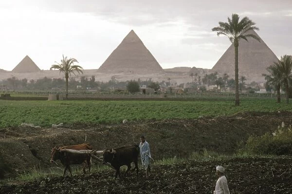 EGYPT: FARMING, c1970. Farmers plowing fields along the banks of the Nile River in Egypt, with the pyramids of Giza seen in the distance. Photographed c1970