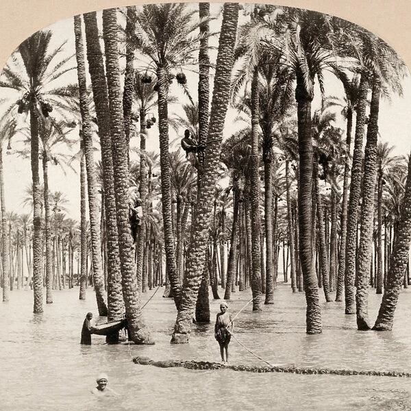 EGYPT: FLOOD, c1898. A flood of the Nile River in Cairo, Egypt. Stereograph, c1898