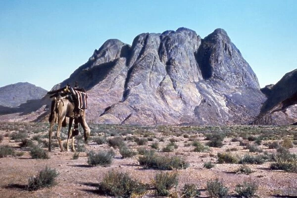 EGYPT: MOUNT SINAI. A camel before Mount Sinai in Egypt. Undated photograph