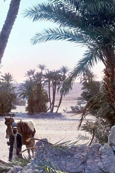 EGYPT: PALM GROVE. A palm grove in Sinai, Egypt. Undated photograph