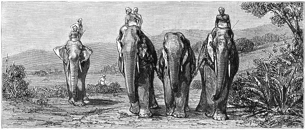 ELEPHANT CAPTURE, 1874. Sri Lankans leading a captive elephant. Engraving, American