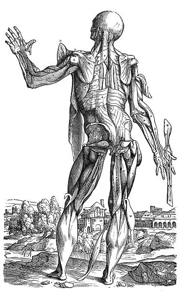 Eleventh plate of Muscles. Woodcut from the second book of Andreas Vesalius De Humani Corporis Fabrica, published at Basel, Switzerland, in 1543