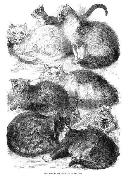 ENGLAND: CAT SHOW, 1871. Prize cats at the Crystal Palace Cat Show, London, England, in 1871. Wood engraving from a contemporary English newspaper