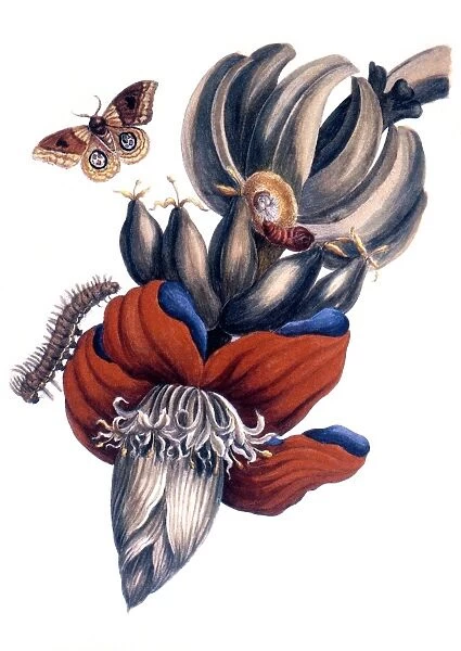 engraving after drawing by Maria Sibylla Merian, 1726