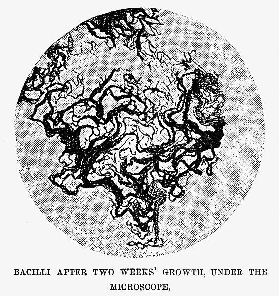 Engraving after a drawing by Robert Koch of tuberculosis bacilli, after two weeks growth under a culture, as seen under the microscope