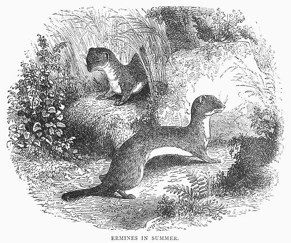 ERMINES IN SUMMER. Wood engraving, 19th century