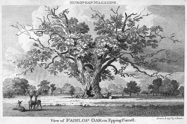 THE FAIRLOP OAK. The Fairlop Oak in Epping Forest, England. Etching and engraving, English, 1802