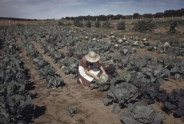 FARMING, 1940. A homesteader in a field of cabbages in Pie Town, New Mexico