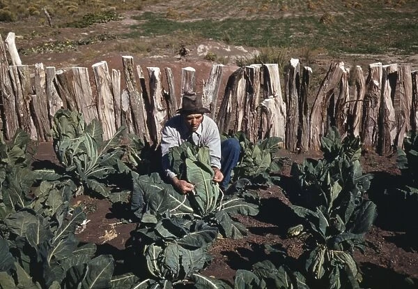 FARMING, 1940. A homesteader tending to cauliflower plants in Pie Town, New Mexico