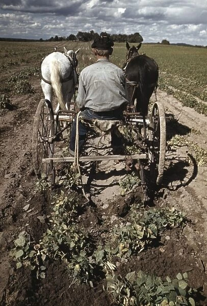 FARMING, 1940. A homesteader turning up pinto beans in Pie Town, New Mexico