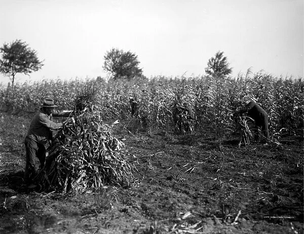 FARMING: CORN, c1905. Farm workers cutting and binding corn by hand. Photograph, c1905