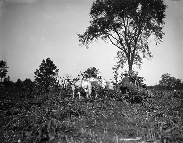 FARMING: CORN, c1905. A farmer harvesting corn. Photograph, c1905