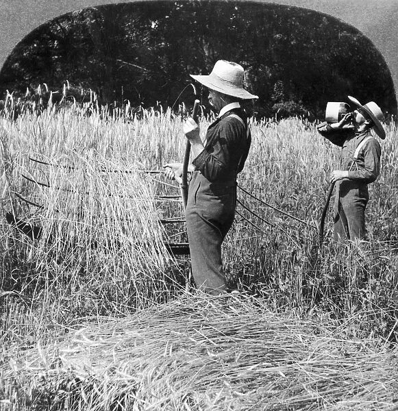 FARMING: CRADLE. Cutting wheat with a cradle. Photograph, American, c1905