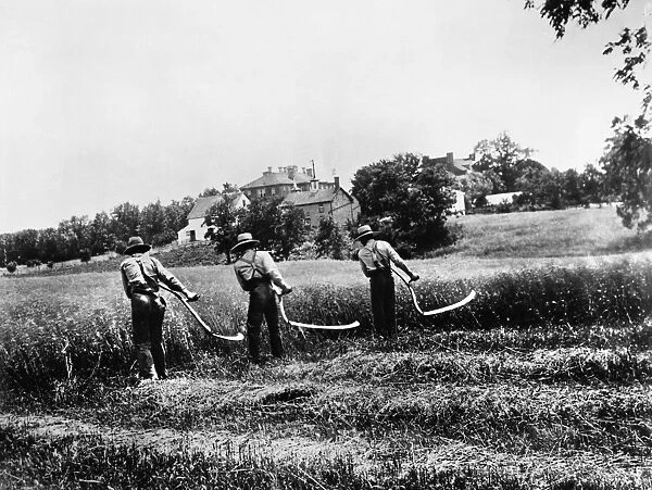 FARMING: SCYTHES. American farmers cutting grain with scythes. Photographed c1920