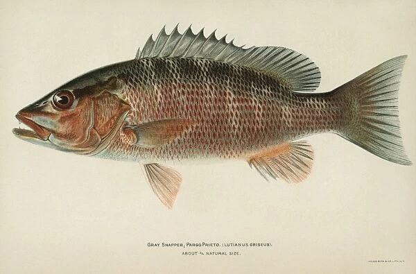 FISH: GRAY SNAPPER. Gray, or mangrove, snapper (Lutjanus griseus). Lithograph by Julius Bien & Co