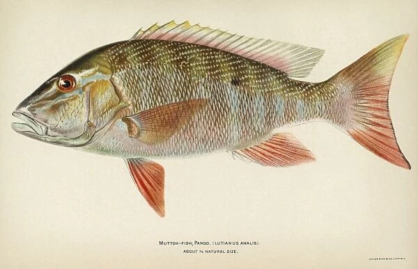 FISH: MUTTON SNAPPER. Mutton snapper (Lutjanus analis). Lithograph by Julius Bien & Co