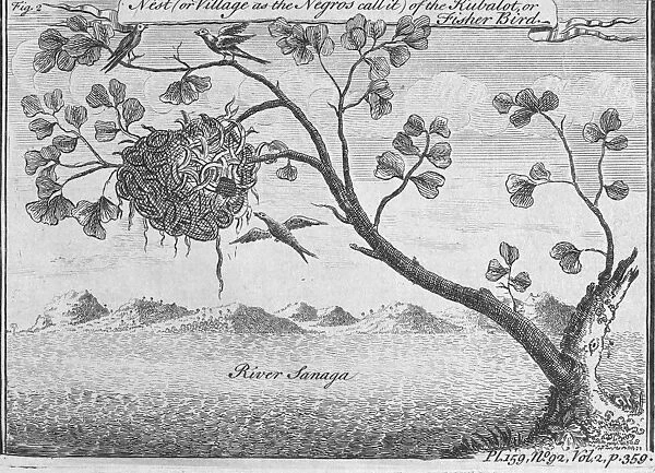 FISHER BIRD. Nest of the fisher bird on the Sanaga River, Cameroon. Line engraving, 18th century
