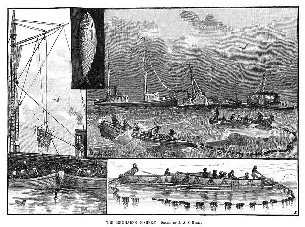 FISHING, 1882. The menhaden fishery. Engraving, 1882