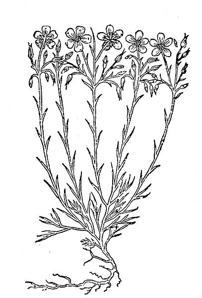FLAX, 1597. Woodcut, from John Gerards Herball