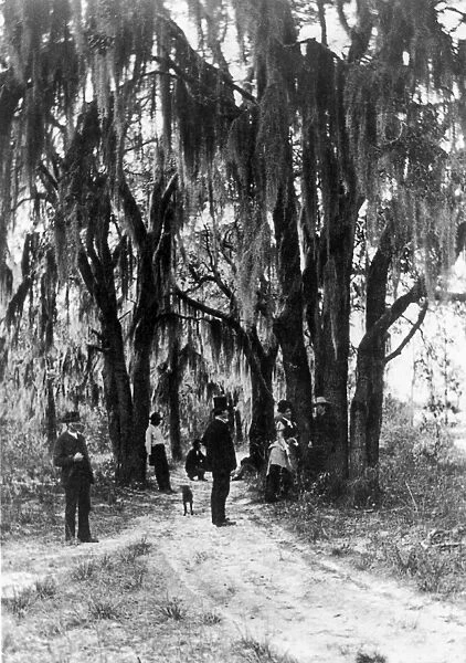FLORIDA: LIVE OAKS, c1875. People standing on a dirt road line with live oaks and Spanish moss
