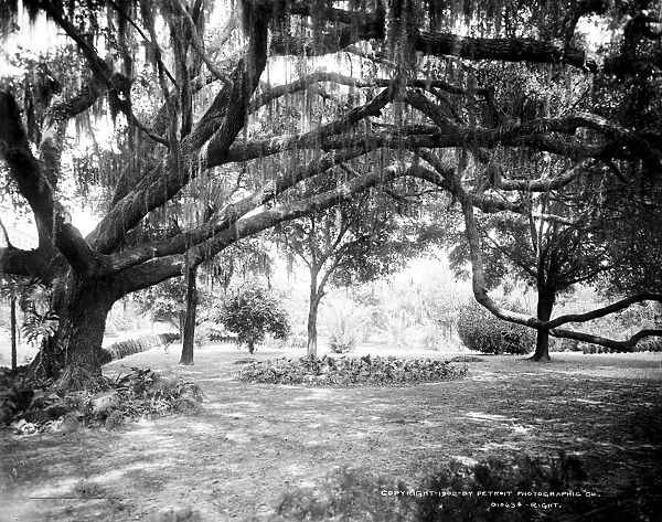 FLORIDA: OAK TREE, c1902. Live oak with Spanish moss at the Tampa Bay Hotel in Florida