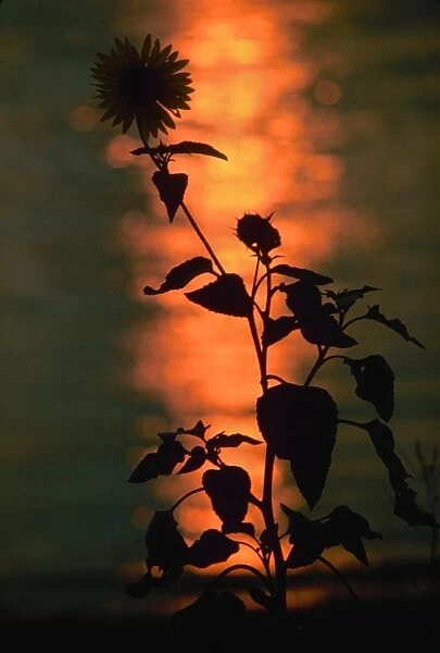 FLOWER AT SUNSET. A flower on the banks of the Mississippi River at sunset. Photographed c1974