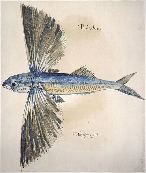 FLYING-FISH, 1585. Exocoetus volitans. Watercolor, c1585, by John White