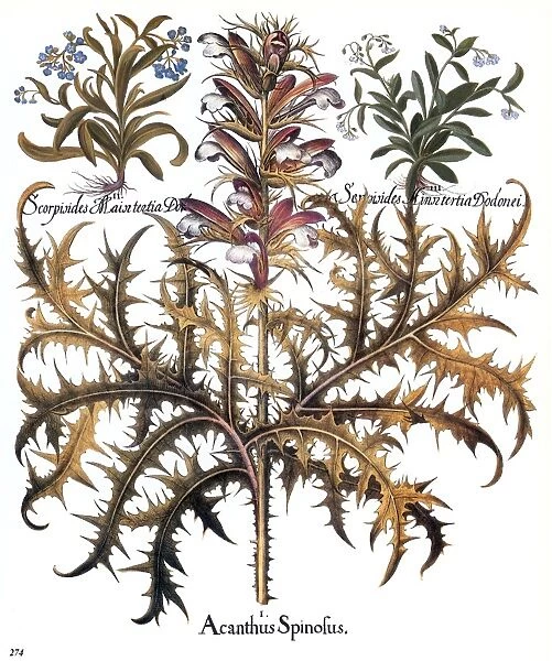 FORGET-ME-NOT & ACANTHUS. Wild blue forget-me-not (top left), spiny acanthus (center), and wild pale blue forget-me-not (top right). Engraving from Basilius Beslers Florilegium, published at Nuremberg in 1613