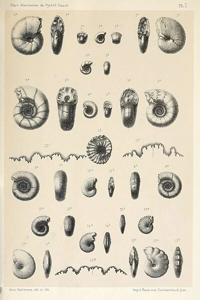 FOSSILS: AMMONITES. Various ammonites found at Djebel Ouasch, Algeria. Lithograph