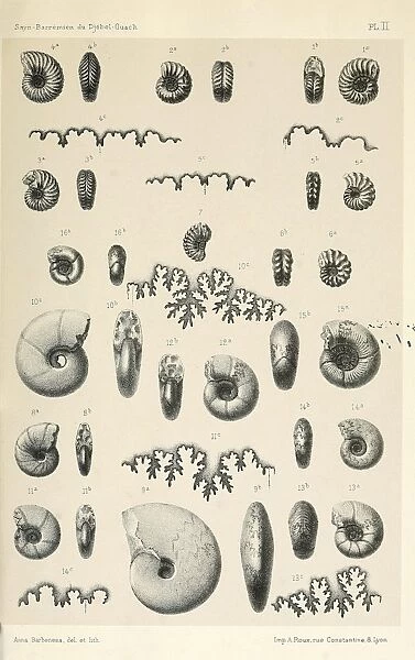 FOSSILS: AMMONITES. Various ammonites found at Djebel Ouasch, Algeria. Lithograph