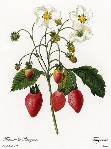 (Fragaria). Engraving after a painting by Pierre Joseph Redout