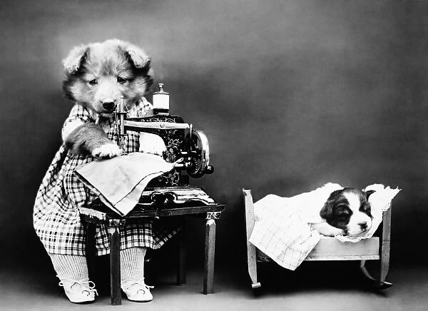 FREES: DOG, c1914. Making babys clothes. Photograph by Harry Whittier Frees, c1914
