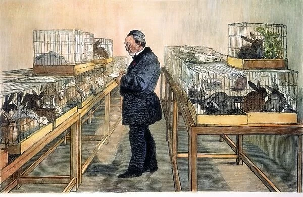 French chemist and microbiologist. Pasteur in his laboratory developing his treatment for hydrophobia and rabies. Wood engraving, French, 1884