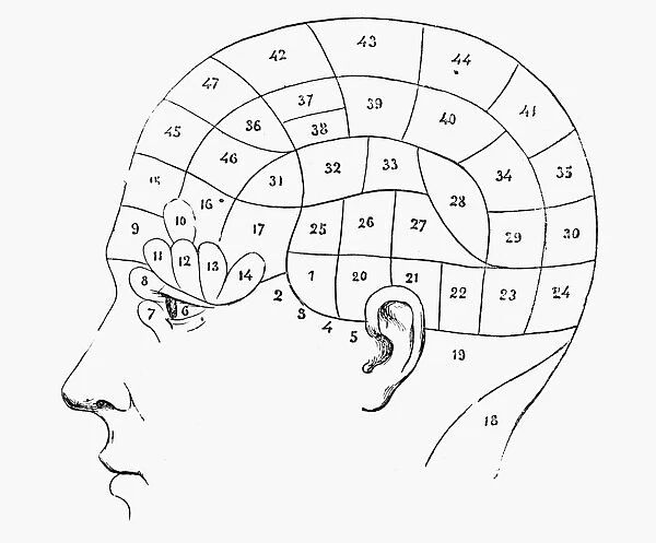A French phrenological chart, 19th century