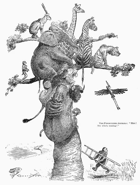 The Frightened Animals: Hist! See whos coming! American cartoon by Homer Davenport depicting frightened African animals during Theodore Roosevelts hunting expedition to Africa, early 20th century