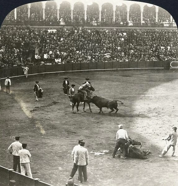 Furious charge of the bull stayed by lance of a picador planted between his shoulders, Bull Fight, Seville, Spain. Stereograph, c1908