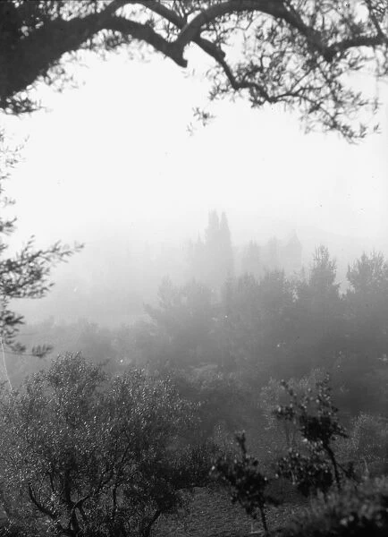 GARDEN OF GETHSEMANE. The Garden of Gethsemane in Jerusalem covered in fog. Photograph