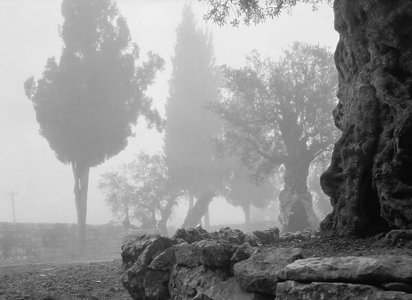 GARDEN OF GETHSEMANE. The Garden of Gethsemane in Jerusalem covered in fog. Photograph