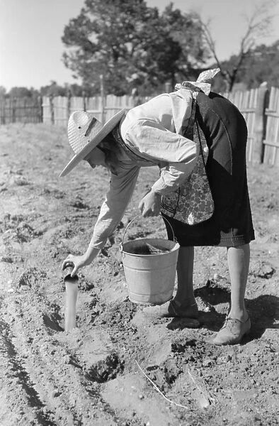 GARDENING, 1940. Mrs. Caudill pouring water into holes before planting cabbage in Pie Town